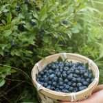 closeup-of-female-hand-with-a-bowl-of-blueberries-and-berries-growing-picture-id902974950