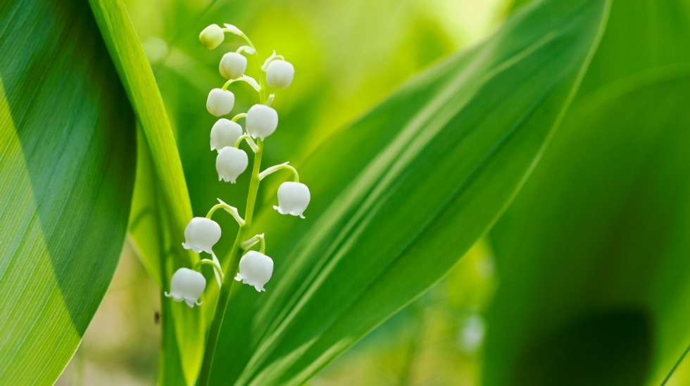 forest-lilies-of-the-valley-picture-id495394592 | Yleisimmät myrkylliset  kasvit pihalla, luonnossa ja sisätiloissa – lapsiperheen pikaopas 